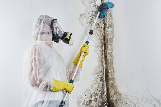 Trusted White City, OR Mold Removal Experts