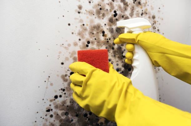 Best Attic Mold Removal  in White City, OR
