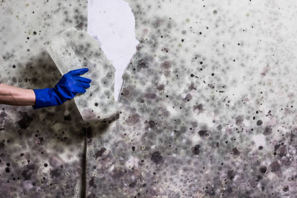 Best Residential Mold Removal  in White City, OR